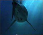 Триллер "Глубокое синее море" (Deep Blue Sea).